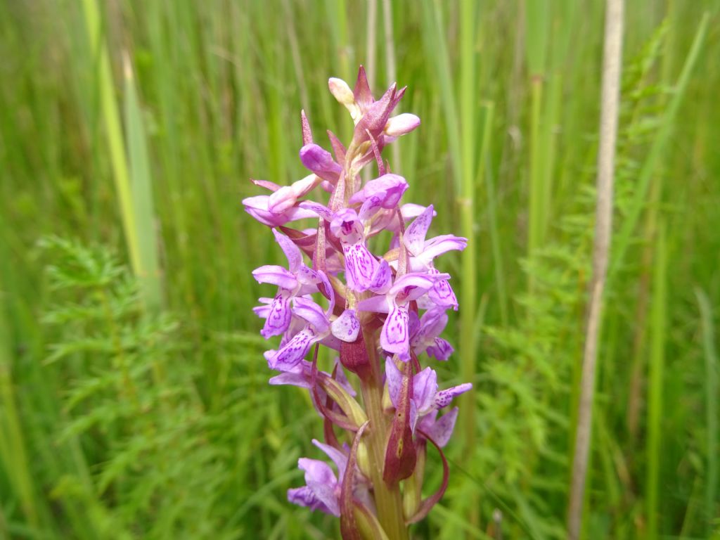 Dactylorhiza incarnata subsp. incarnata